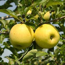 Apples, Golden delicious