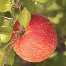 Apples, Fuji