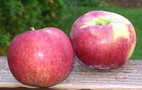 Apples, Macoun