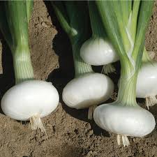 cipolinni onions