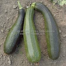 Summer Squash,  Medium sized 2lb bag