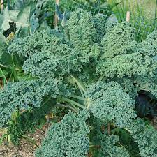 Kale, Green Curly plants